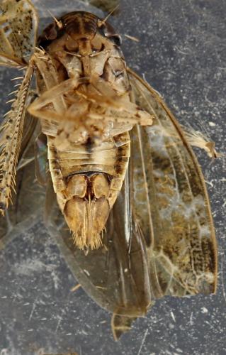 Allygidius sp.